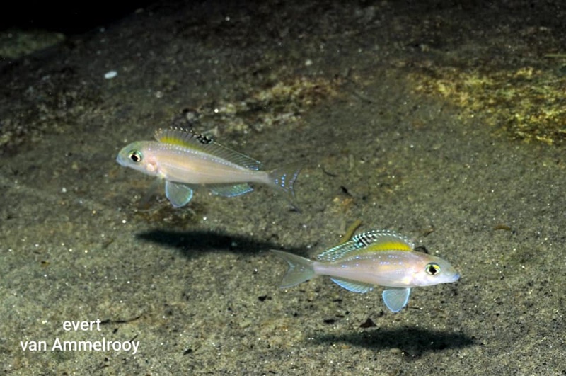 Xenotilapia spilopterus 'Mahale Mountains NP'